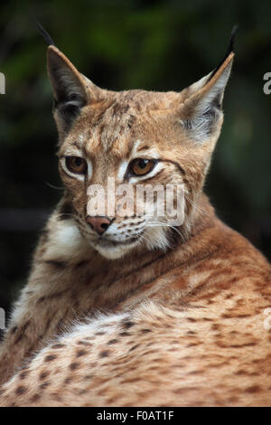 Carpazi (Lynx Lynx lynx carpathica) presso lo Zoo di Chomutov in Chomutov, Boemia settentrionale, Repubblica Ceca. Foto Stock