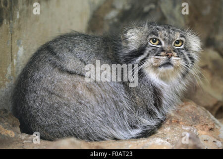 Pallas's Cat (Otocolobus manul), noto anche come il manul a Chomutov Zoo di Chomutov, Boemia settentrionale, Repubblica Ceca. Foto Stock