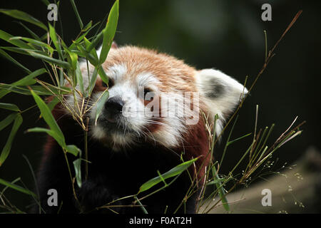 Panda rosso (Ailurus fulgens) mangia il bambù a Chomutov Zoo di Chomutov, Boemia settentrionale, Repubblica Ceca. Foto Stock