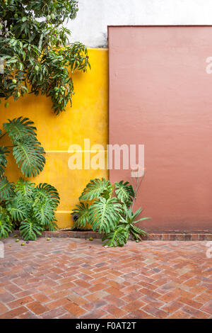 Big Monstera leafs su sfondo colorato. Guadalajara, Jalisco. Messico Foto Stock