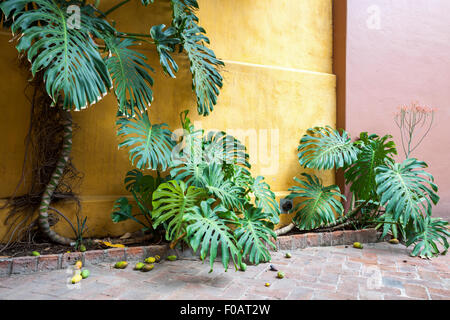 Big Monstera leafs su sfondo colorato. Guadalajara, Jalisco. Messico Foto Stock