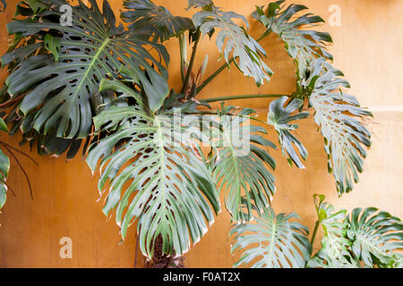 Big Monstera leafs su sfondo colorato. Guadalajara, Jalisco. Messico Foto Stock