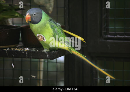 Slaty-headed parakeet (Psittacula himalayana) presso lo Zoo di Chomutov in Chomutov, Boemia settentrionale, Repubblica Ceca. Foto Stock