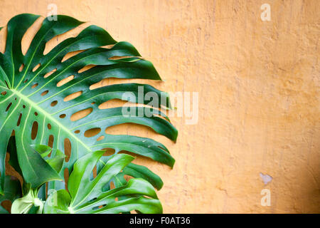 Big Monstera leafs su sfondo colorato. Guadalajara, Jalisco. Messico Foto Stock