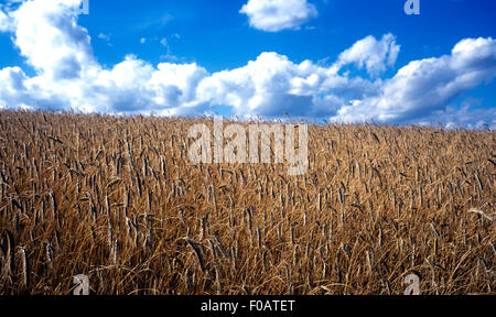 Roggenfeld; Getreide Foto Stock