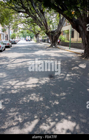 Gli angoli della città con sorprendente con vecchi alberi. Guadalajara, Jalisco. Messico Foto Stock