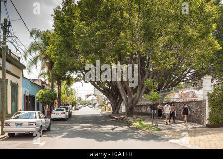 Gli angoli della città con sorprendente con vecchi alberi. Guadalajara, Jalisco. Messico Foto Stock