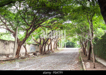 Gli angoli della città con sorprendente con vecchi alberi. Guadalajara, Jalisco. Messico Foto Stock