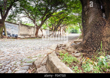 Gli angoli della città con sorprendente con vecchi alberi. Guadalajara, Jalisco. Messico Foto Stock