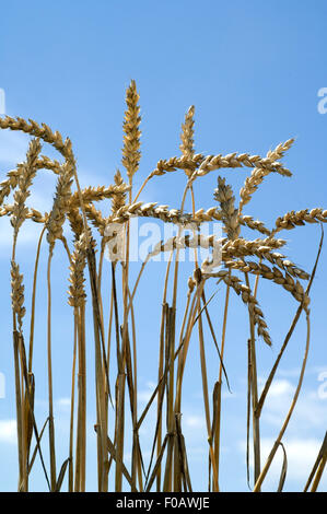 Weizenaehren, Weizenaehre, Weizen, Triticum aestivum,, Foto Stock