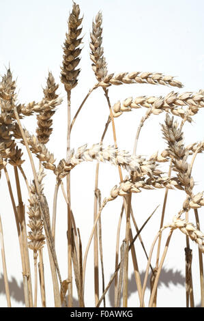 Weizenaehren, Weizenaehre, Weizen, Triticum aestivum,, Foto Stock