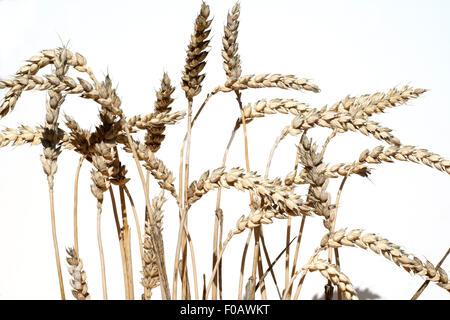 Weizenaehren, Weizenaehre, Weizen, Triticum aestivum,, Foto Stock