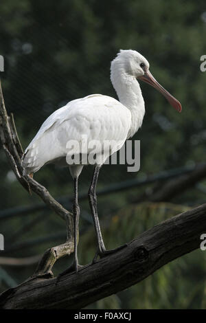 Eurasian spatola (Platalea leucorodia), noto anche come il comune spoonbil a Chomutov Zoo di Chomutov, Boemia settentrionale, Re Ceco Foto Stock