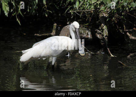 Eurasian spatola (Platalea leucorodia), noto anche come il comune spoonbil a Chomutov Zoo di Chomutov, Boemia settentrionale, Re Ceco Foto Stock