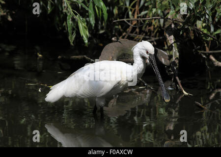 Eurasian spatola (Platalea leucorodia), noto anche come il comune spoonbil a Chomutov Zoo di Chomutov, Boemia settentrionale, Re Ceco Foto Stock