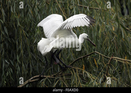 Eurasian spatola (Platalea leucorodia), noto anche come il comune spoonbil a Chomutov Zoo di Chomutov, Boemia settentrionale, Re Ceco Foto Stock