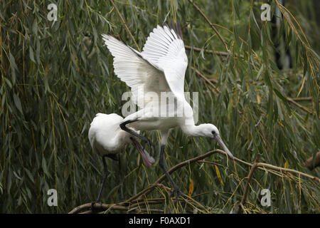 Eurasian spatola (Platalea leucorodia), noto anche come il comune spoonbil a Chomutov Zoo di Chomutov, Boemia settentrionale, Re Ceco Foto Stock