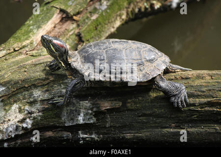 Tartaruga dalle orecchie rosse (Trachemys scripta elegans) presso lo Zoo di Chomutov in Chomutov, Boemia settentrionale, Repubblica Ceca. Foto Stock