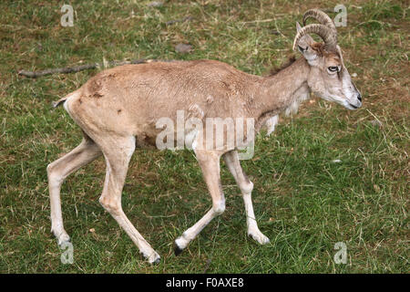 Transcaspian urial (Ovis orientalis arkal) presso lo Zoo di Chomutov in Chomutov, Boemia settentrionale, Repubblica Ceca. Foto Stock