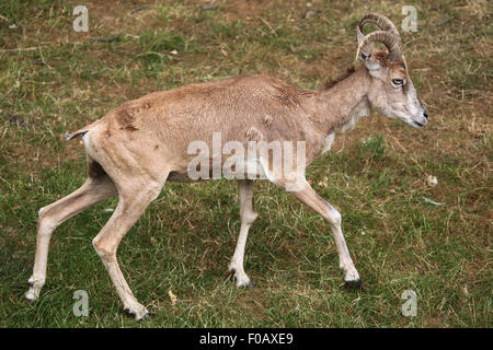 Transcaspian urial (Ovis orientalis arkal) presso lo Zoo di Chomutov in Chomutov, Boemia settentrionale, Repubblica Ceca. Foto Stock