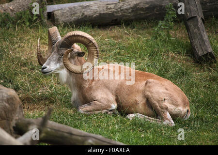 Transcaspian urial (Ovis orientalis arkal) presso lo Zoo di Chomutov in Chomutov, Boemia settentrionale, Repubblica Ceca. Foto Stock