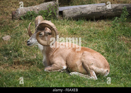 Transcaspian urial (Ovis orientalis arkal) presso lo Zoo di Chomutov in Chomutov, Boemia settentrionale, Repubblica Ceca. Foto Stock