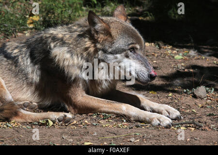 Eurasian lupo (Canis lupus lupus) presso lo Zoo di Chomutov in Chomutov, Boemia settentrionale, Repubblica Ceca. Foto Stock