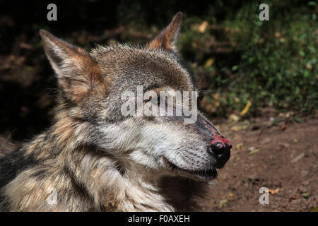 Eurasian lupo (Canis lupus lupus) presso lo Zoo di Chomutov in Chomutov, Boemia settentrionale, Repubblica Ceca. Foto Stock