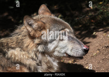 Eurasian lupo (Canis lupus lupus) presso lo Zoo di Chomutov in Chomutov, Boemia settentrionale, Repubblica Ceca. Foto Stock