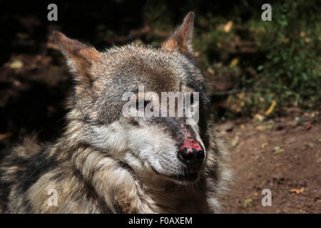 Eurasian lupo (Canis lupus lupus) presso lo Zoo di Chomutov in Chomutov, Boemia settentrionale, Repubblica Ceca. Foto Stock