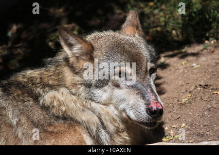 Eurasian lupo (Canis lupus lupus) presso lo Zoo di Chomutov in Chomutov, Boemia settentrionale, Repubblica Ceca. Foto Stock