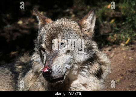 Eurasian lupo (Canis lupus lupus) presso lo Zoo di Chomutov in Chomutov, Boemia settentrionale, Repubblica Ceca. Foto Stock