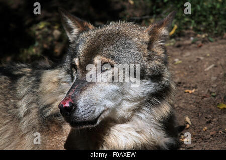 Eurasian lupo (Canis lupus lupus) presso lo Zoo di Chomutov in Chomutov, Boemia settentrionale, Repubblica Ceca. Foto Stock