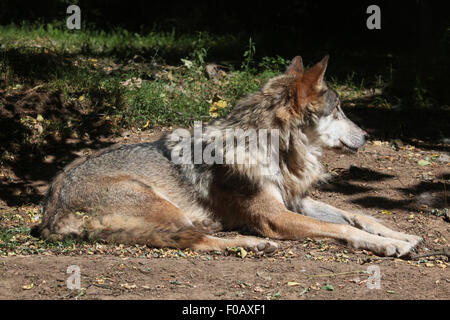 Eurasian lupo (Canis lupus lupus) presso lo Zoo di Chomutov in Chomutov, Boemia settentrionale, Repubblica Ceca. Foto Stock