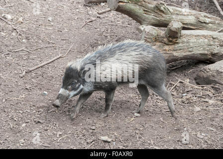 Un Visayan presenta verrucosa maiale (Sus cebifrons) una specie criticamente minacciata di estinzione, dalle Filippine. Foto Stock