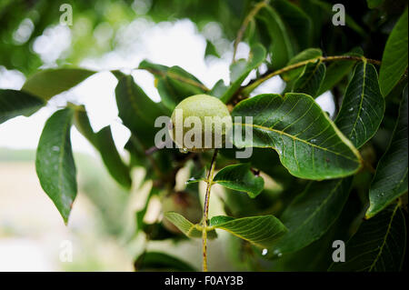 Noce comune Juglans regia cresce nella regione Lot di Francia con gocce di pioggia sulle foglie Foto Stock