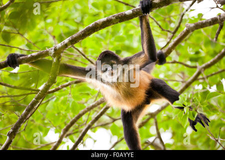 Panama fauna selvatica con Azuero Spider Monkey, Ateles geoffroyi azuerensis, all'interno della foresta pluviale del parco nazionale Cerro Hoya, provincia di Veraguas, Panama. Foto Stock