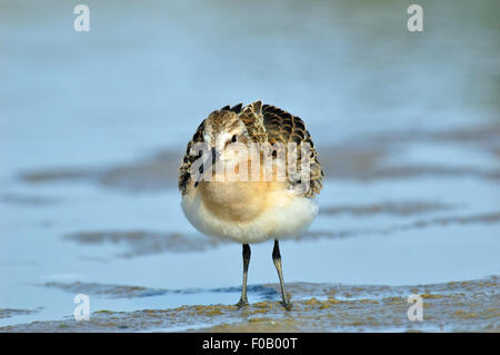 I capretti Curlew Sandpiper al Riverside Foto Stock