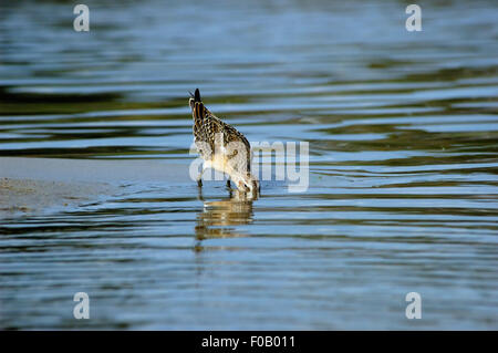 I capretti Curlew Sandpiper al Riverside Foto Stock