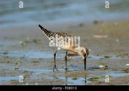 I capretti Curlew Sandpiper al Riverside Foto Stock