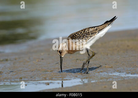 I capretti Curlew Sandpiper al Riverside Foto Stock