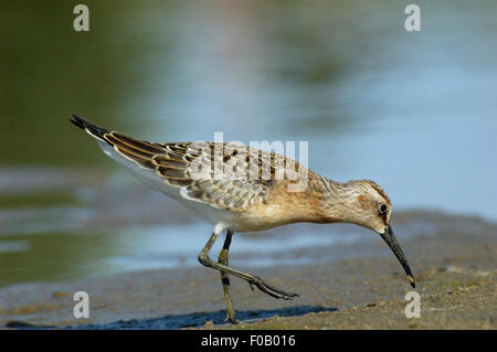 I capretti Curlew Sandpiper al Riverside Foto Stock