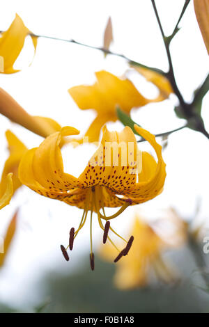 Il Lilium leichtlinii in fiore giallo oro con macchie scure e steli scuri, stagliano contro il cielo bianco Foto Stock