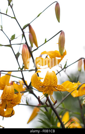 Il Lilium leichtlinii in fiore giallo oro con macchie scure e steli scuro Foto Stock