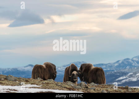 Tre buoi muschiati Foto Stock