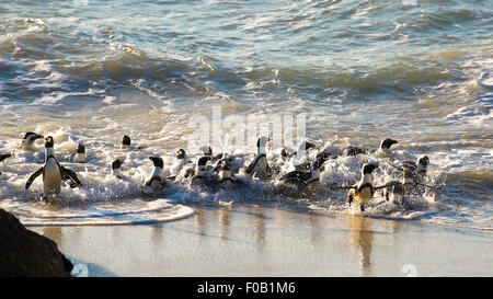I Penguins africani (Spheniscus demersus) nuoto a Boulders Beach, Città del Capo Foto Stock