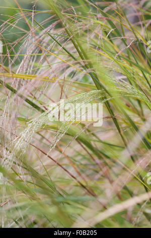 In prossimità di fiori di Stipa arundinacea, Anemanthele lessoniana, Nuova Zelanda Erba di vento, fagiano di Erba di coda Foto Stock
