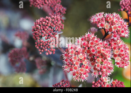 Hylotelephium, Sedum Ruby Glow, Stonecrop. Foto Stock