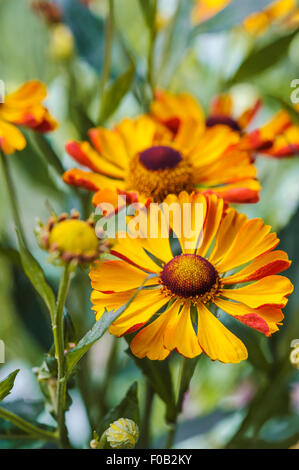 Helenium Rauchtopas asteraceae Foto Stock