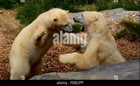 Gli orsi polari giocare lotta, lo zoo di Vienna Foto Stock